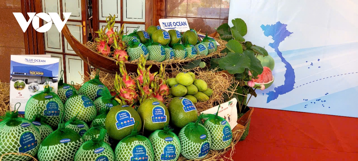 Đồng Tháp đưa lô bưởi da xanh đầu tiên xuất khẩu sang thị trường Úc